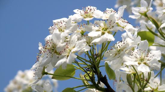 探秘梨花花语的深意（传递和谐与纯洁的象征）