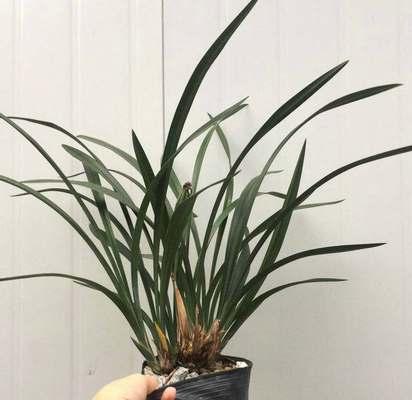 墨兰花的花语与意义（探寻墨兰花所传递的祝福和情感）