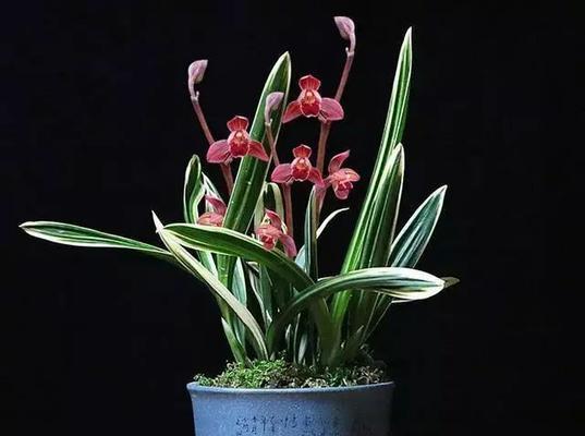 墨兰花的花语与意义（探寻墨兰花所传递的祝福和情感）