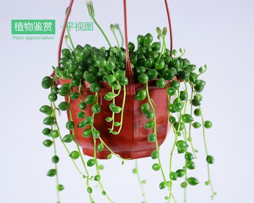 佛珠吊兰的寓意与福运（佛珠吊兰）