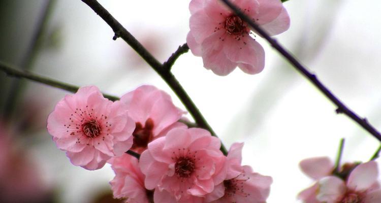 樱桃花的花语与意义（美丽的盛开）