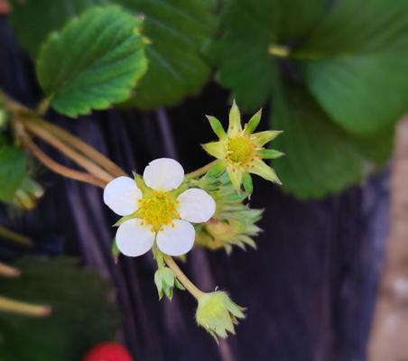 草莓花的象征意义（探寻草莓花在文化与自然中的隐喻）