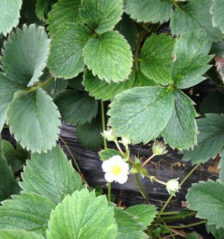 草莓花的象征意义（探寻草莓花在文化与自然中的隐喻）
