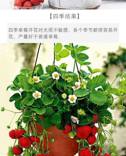 草莓花的象征意义（探寻草莓花在文化与自然中的隐喻）