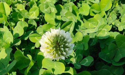 五叶草（探究五叶草的传统与象征意义）