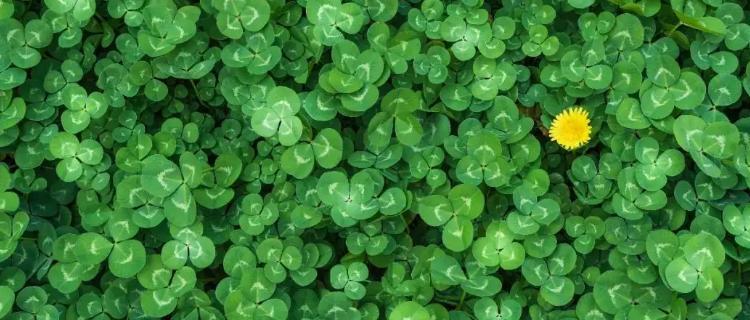 五叶草（探究五叶草的传统与象征意义）