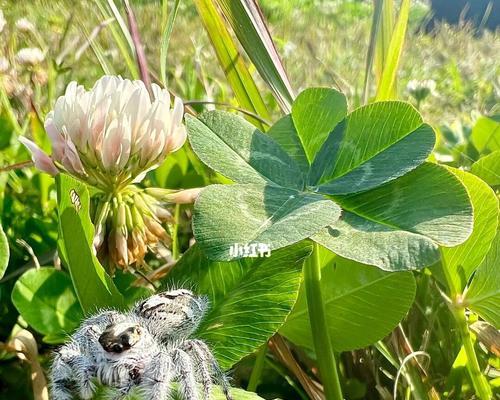 五叶草（探究五叶草的传统与象征意义）