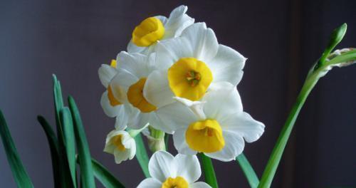 水仙花的象征意义及其美丽之蕾（探秘水仙花的花语之谜）