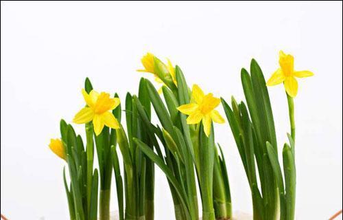 水仙花的象征意义及其美丽之蕾（探秘水仙花的花语之谜）