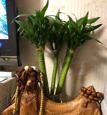 富贵竹的象征意义（揭示富贵竹背后的福运之谜）