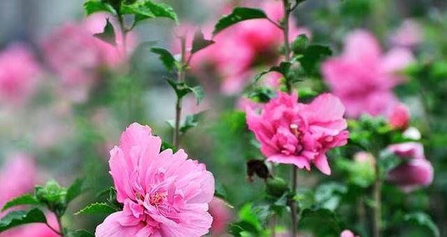 热情四溢，灿烂如花（探索热烈而灿烂的花语世界）