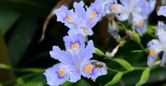 鸢尾草的花语探秘（解读鸢尾草的花语与意义）