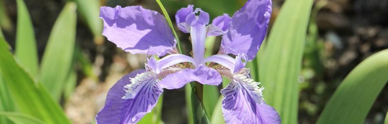 鸢尾草的花语探秘（解读鸢尾草的花语与意义）