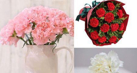 康乃馨的寓意及其象征意义（探寻康乃馨花的含义与传统象征）