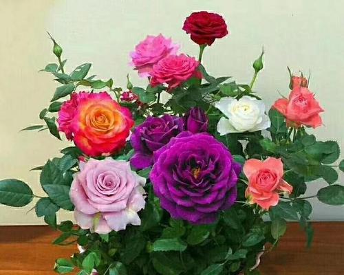 花之崇高（以花言语表达尊敬的魅力）