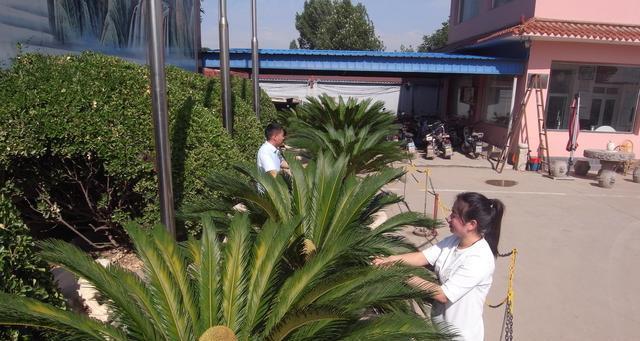 铁树花开，生命永恒（传说中的铁树）