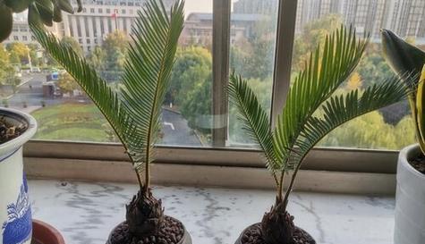 铁树花开，生命永恒（传说中的铁树）