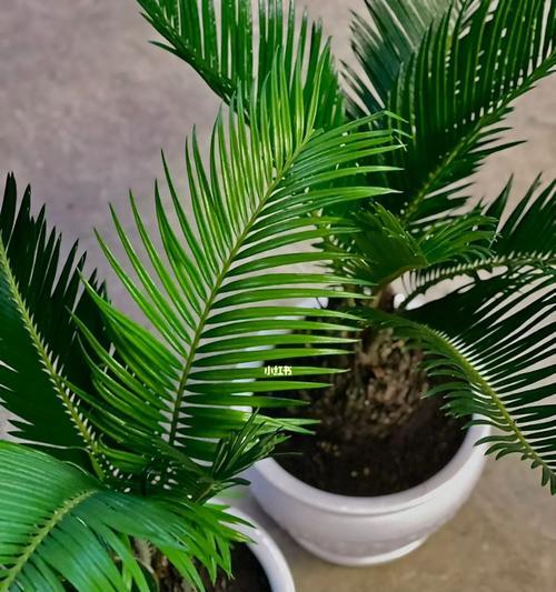 铁树花开，生命永恒（传说中的铁树）