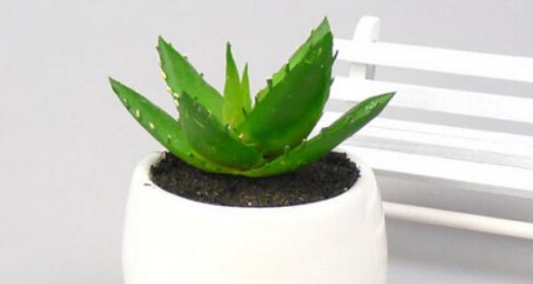 芦荟盆栽的风水寓意与摆放位置（借助芦荟盆栽打造良好风水氛围）