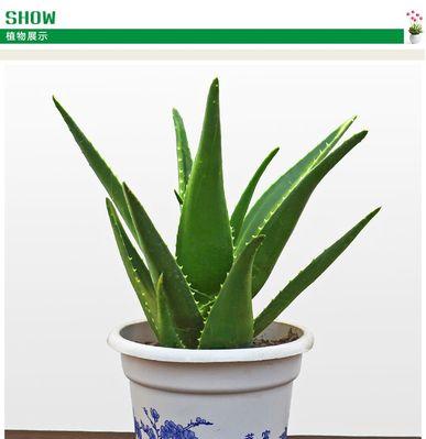 芦荟盆栽的风水寓意与摆放位置（借助芦荟盆栽打造良好风水氛围）