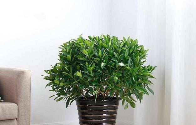 芦荟盆栽的风水寓意与摆放位置（借助芦荟盆栽打造良好风水氛围）