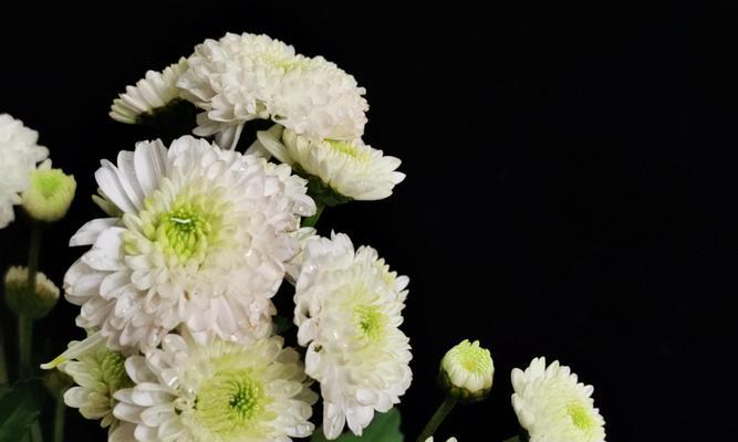 雏菊花语之美——从颜色到花语的探索（揭秘雏菊花语的丰富内涵）