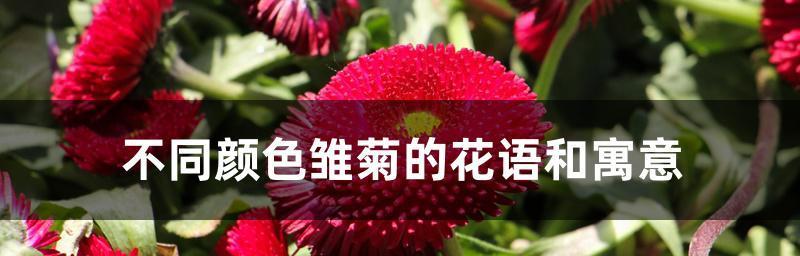 雏菊花语之美——从颜色到花语的探索（揭秘雏菊花语的丰富内涵）