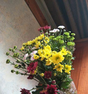 雏菊花语之美——从颜色到花语的探索（揭秘雏菊花语的丰富内涵）