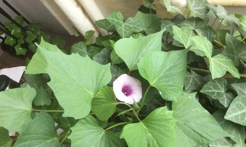 红薯开花的意义与象征（探寻红薯开花的奥秘与美丽）