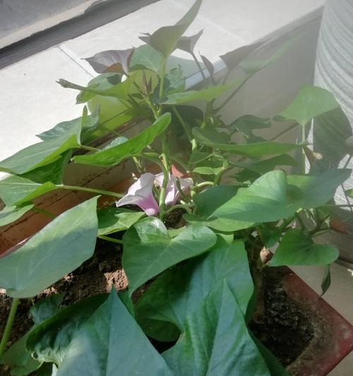 红薯开花的意义与象征（探寻红薯开花的奥秘与美丽）