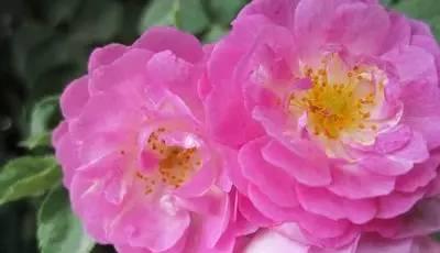 花语告白，以爱的花为媒（传情之道）