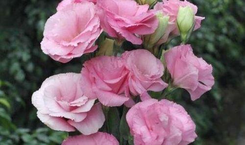 花语告白，以爱的花为媒（传情之道）