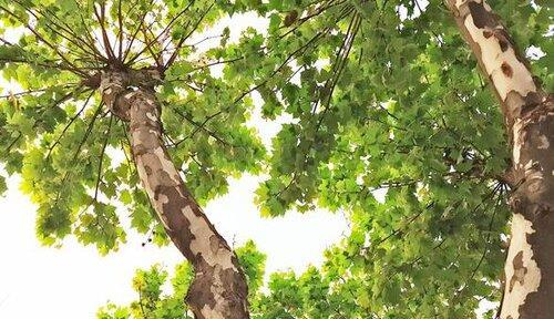 梧桐树的象征意义与含义（梧桐树）