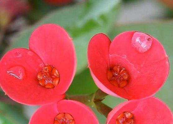铁海棠花语象征与寓意（美丽坚强的铁海棠）