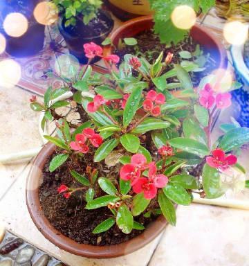 铁海棠花语象征与寓意（美丽坚强的铁海棠）