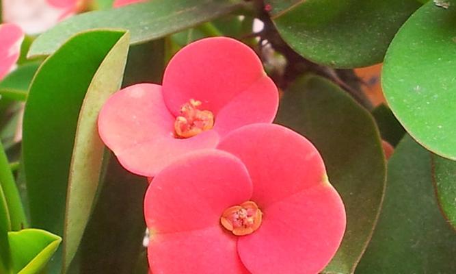 铁海棠花语象征与寓意（美丽坚强的铁海棠）