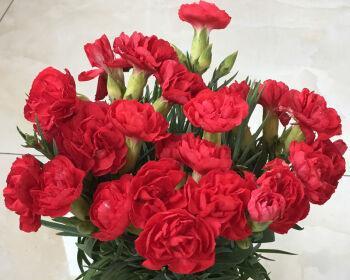 康乃馨花（用康乃馨色彩传达情感的神奇力量）
