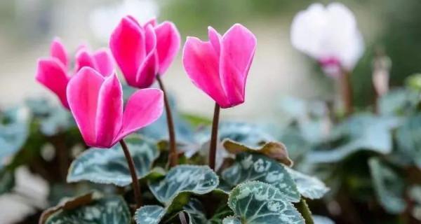 以仙客来的花语（用花语点缀生活）