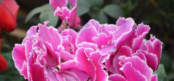 以仙客来的花语（用花语点缀生活）