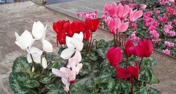 以仙客来的花语（用花语点缀生活）