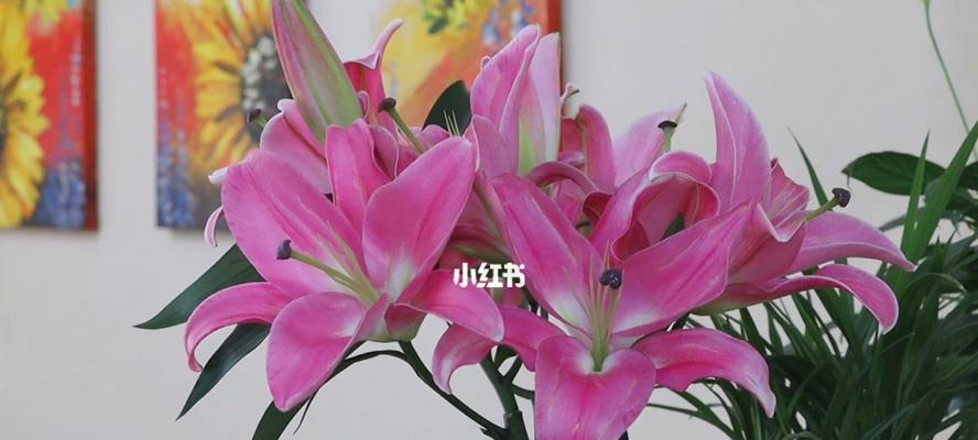 百合花的含义与象征（传递爱与纯洁的代表——百合花）