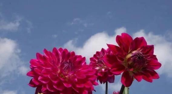 大丽花的花语与寓意（探索大丽花的奥秘）