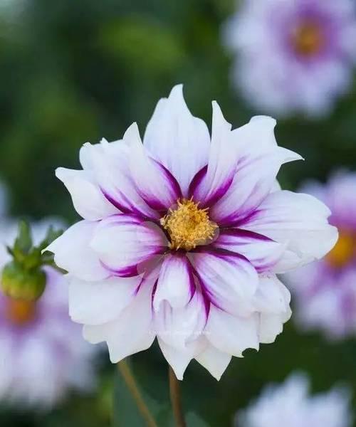 大丽花的花语与寓意（探索大丽花的奥秘）