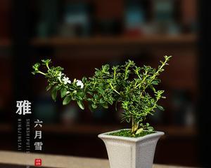 六月雪盆栽（寒冷中的坚韧生长）
