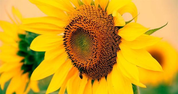 向日葵花语（探索向日葵的美丽和意义）