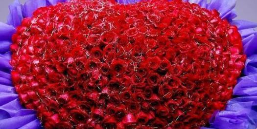 橄榄花的花语与传说（橄榄花的花语与传说）