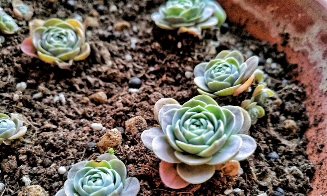 以子持莲华，传达的是什么花语（揭示莲花的花语之美）