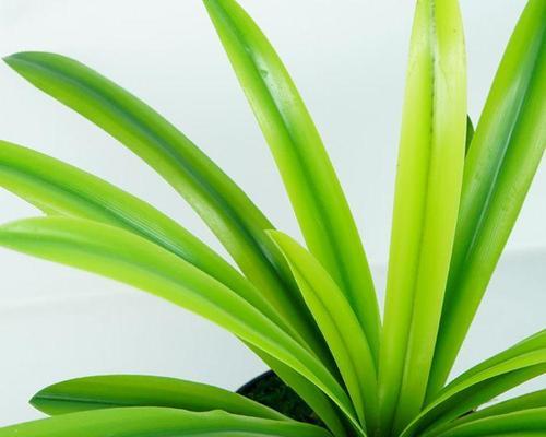 象征君子的植物及其品德之美（探寻君子风范）