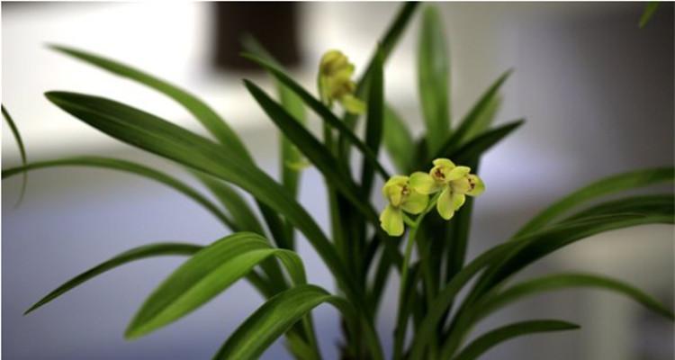 象征君子的植物及其品德之美（探寻君子风范）