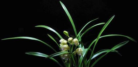 象征君子的植物及其品德之美（探寻君子风范）